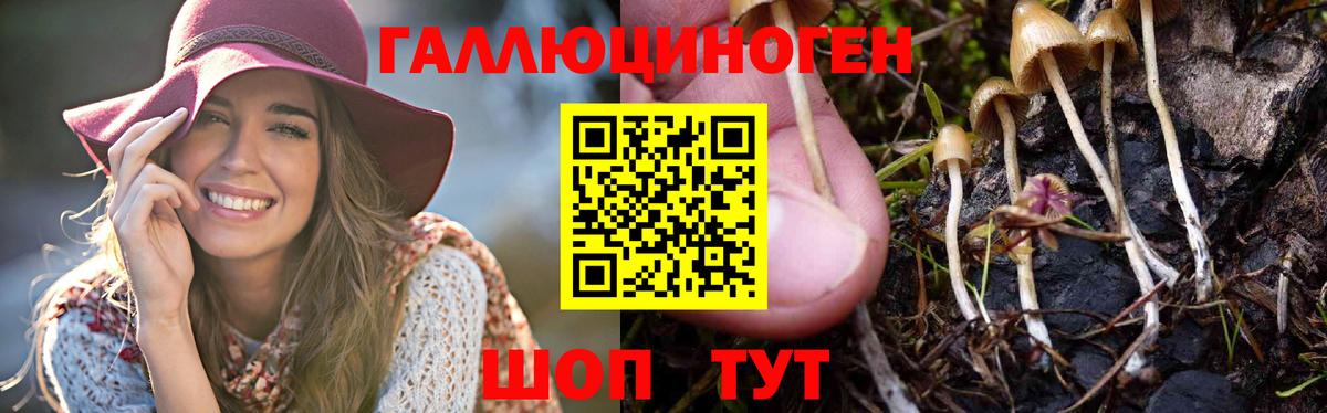 Псилоцибиновые грибы Psilocybe  Галлюциногенные грибы GOLDEN TEACHER  Вход с VPN  Пушкино 